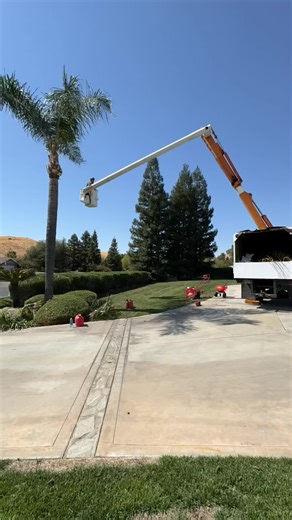 Hitting multiple trees without moving the truck is the best. #satisfying #bluecollar #scaredofheights #worklife #workout