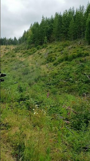 Custom 7.62x39 AR-15 [Anderson Lower, CMMG Build Kit, Bear Creak Arsenal Upper, Holosun Optics]