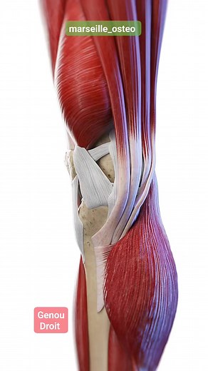 Muscles du Genou droit lors de mouvements de Flexion et Extension 🌞 #anatomy #3d #osteopathie #genou #knee #muscles #anatomie #osteo | François Albaranes Ostéopathe D.O.