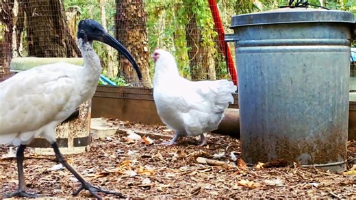 Way to stop bin chickens raiding my poultry pen | First impressions Chicken Guard