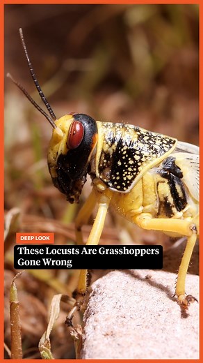 They might look like harmless grasshoppers, but locusts have an appetite for destruction. When the conditions are right, they transform from mild-mannered loners into gregarious partiers. They swarm, causing chaos and suffering at the level of a biblical plague. So what sets them off? Watch #DeepLook's full video: "These Swarming Locusts Are Grasshoppers Gone Wrong." | Deep Look • PBS