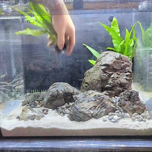 1.7K views · 38 reactions | Setting up a easy maintenance aquarium...