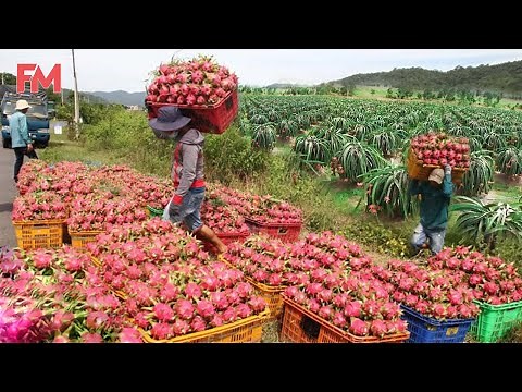 Amazing Modern Dragon Fruit Processing Factory, How To Farming Harvest Fruit & Product Process