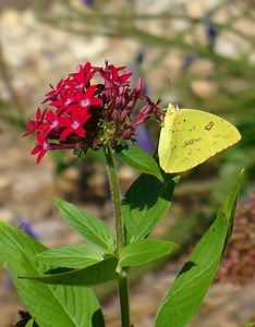 Common Butterflies Seen in the Midwest USA