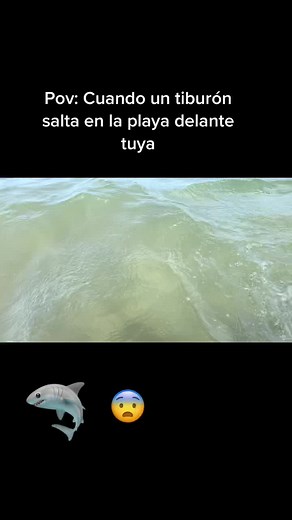Impresionante😨😨#humor #fyp #viral #parati #tiburon #playa