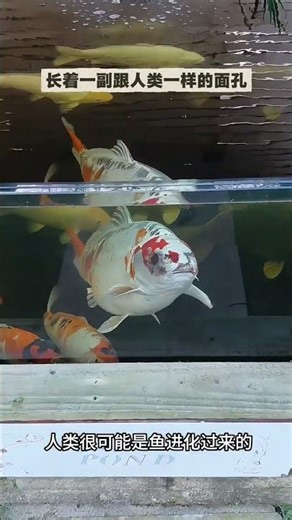 Human Evolution: The Face That Defines Us