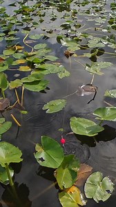WE GOT A RUNNER!!! #fishing #shellcracker #floridafishing #lakekissimmee | Branden Scott