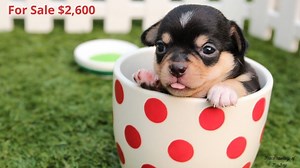 Just Say No To PuppySpot