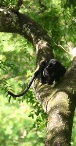 🔊 Sound Up🔝 Have you heard a Leopard sawing? Amazing footage of a wild Black Leopards mating call 🐆🖤. 🎥 Video by @harsha_narasimhamurthy 🐆 Caption by @bigcatswildlife The black coloring comes from a surplus of melanin, the same pigment responsible for suntans, and an animal with the condition is known as "melanistic". #leopard #leopards #blackpanther #blackcat #blackleopard #sawing #bigcatswildlife #bigcat #bigcats #wildlife #cats_of_the_world #panthera #india #indianwildlife #wildlifeindi