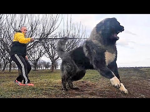 ZAFIR transforms into a GODZILLA