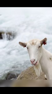 3.2K views · 16 reactions | 燎 Discover Hvit Undredal – a traditional Norwegian goat cheese from the fjords of Undredal, made using age-old techniques passed down for generations. We serve it on our Ostefjell pizza and it’s part of our cheese board too!Creamy, tangy, unforgettable. Come and Taste real Norway. #Slice of Norge NorwegianCheese #GoatCheese #Undredal #Ostefjell #CheeseBoard #Drammen | Slice of Norge | Facebook