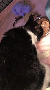 Elvis just loves his grub!! | The Ginger Cat House Rescue, Refuge and Rehome centre. Surrey UK