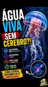 Por que águas-vivas sobrevivem sem cérebro? #oceanografia #curiosidade