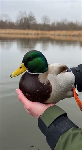 Duck Caught in Fishing Trap Net :- AI CONTENT