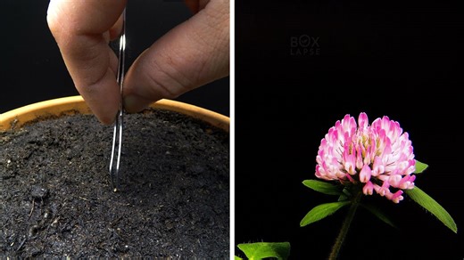 41 days of red clover - seed to bloom time lapse