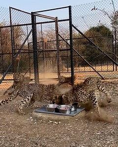 Sometimes they're so excited to eat that they end up making a huge mess 🐆😆 | Furry Tails