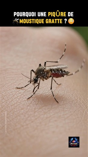 Pourquoi les piqûres de moustique grattent autant ? 🦟😳 #santé #insectes #mystèrechoc
