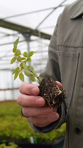 3.9K views · 193 reactions | The best roses start with the best roots.  #roses #gardeninspiration #rosegarden | Heirloom Roses | Facebook