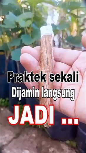 cara cepat tumbuh akar #berkebun #pertanian #buah #garden