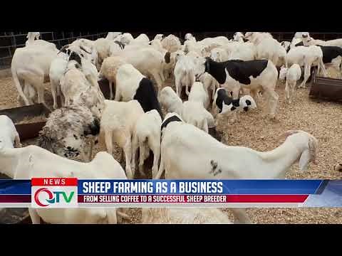 Sheep farming/breeding in the Gambia
