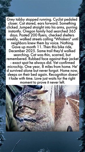 Lost Cat Recognizes Family After One Year