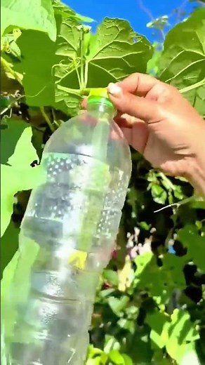 Homemade Plastic Bottle Insect Trap