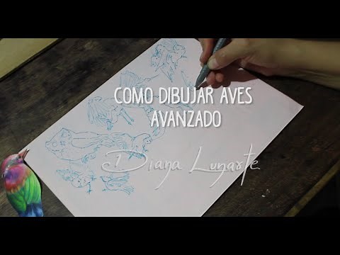 como dibujar aves- tutorial dibujo AVANZADO - Diana Lunarte
