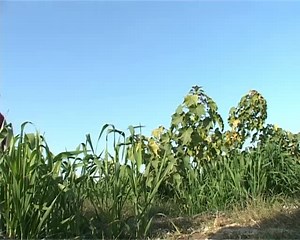 24 reactions | #Jatropha #fruit Using the energy crop jatropha for biodiesel production could benefit poor farmers, particularly in semi-arid and remote areas of developing countries, according to a report published by FAO and the International Fund for Agricultural Development (IFAD). | Team Green | Facebook
