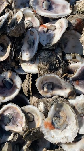 7K views · 45 reactions | Oyster moving day! Check it out 寧 | Coastal Conservation Association Florida | Facebook