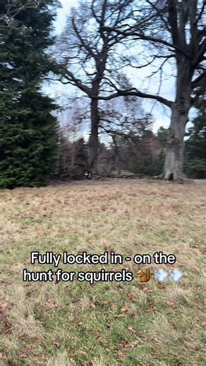 Big Walks and Squirrel Chasing Adventures