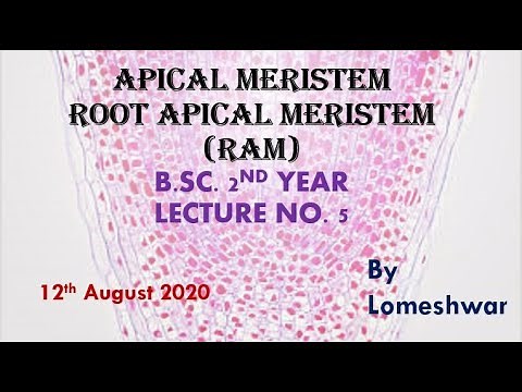 Plant_Anatomy_Apical Meristem: Root Apical Meristem