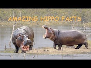 Amazing Hippo Facts: Speed, Skin Protection, and Deadly Territory!