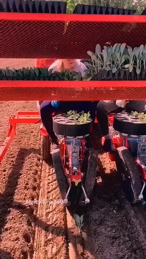1.1K views | Cabbage Seedlings Being Transplanted in Poland ｜｜ Transplanter Made Checchi & Magli Italy ｜ #transplanter #shortsvideo | Mark Gui | Facebook