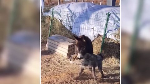 When Hyenas Messed With the Wrong Animals: 11 Epic Failures You Have to See