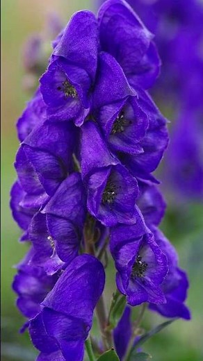 "Deadly Beauty: The Lethal Power of Aconitum napellus"