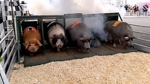 Video. Pig races popular at New Jersey state fair