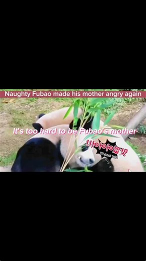 Panda’s daily life on TikTok