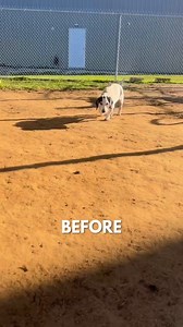 This is Elroy. He was found as a stray at 10 years old with neck masses, dental disease, and arthritis that made walking painful. Thanks to your support of our merch, @15outof10 was able to cover his $5,000 care. Now he runs pain-free and is thriving in his new forever home ❤️‍🩹