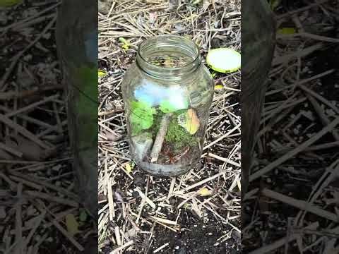 How to make a terrarium for beginners!