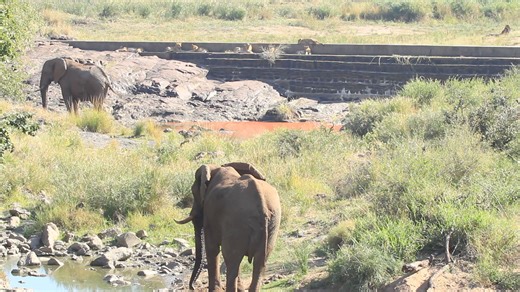 42K views · 118 reactions | Mutual respect from Africa's big five, peacefully sharing the space of the African Bush Kingdom #reels #life #Amazing #nature #wildlife #Wow #trending #travel #video #trend | African Bush Kingdom | Facebook