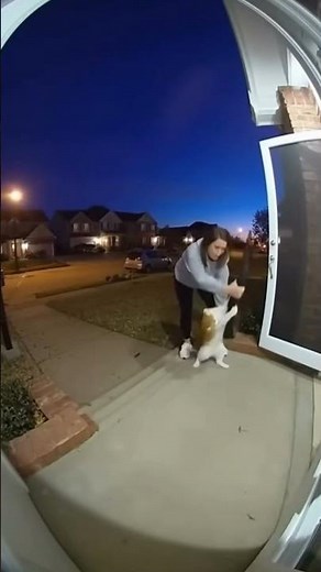 funny Cat Explosion 🤣🤣🤣💥💥