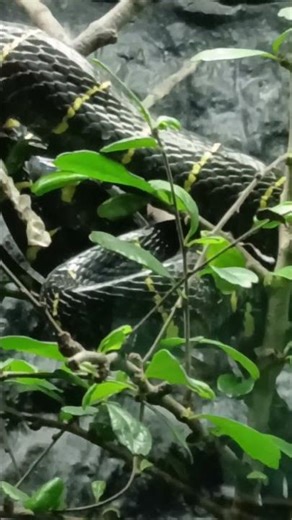 Cobras live in an aquarium for viewing #aquarium