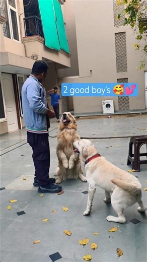 Labrador vs golden retriever Training #session #1513 #labrador #goldenretriever #shorts #huskydog