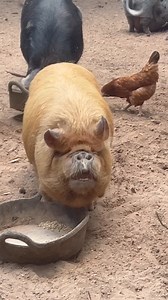 Gingy is a cutie when she eats !! Happy Wednesday Friends 💕 | Gingy & Edders