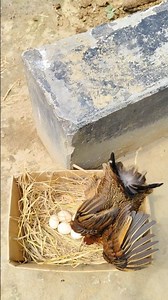 How to Harvesting eggs for in moment 🐣❤️‍🩹🌷 #shorts