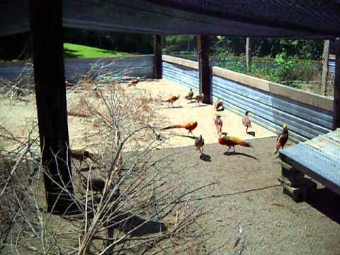 Red Golden Pheasants Breeder Colony