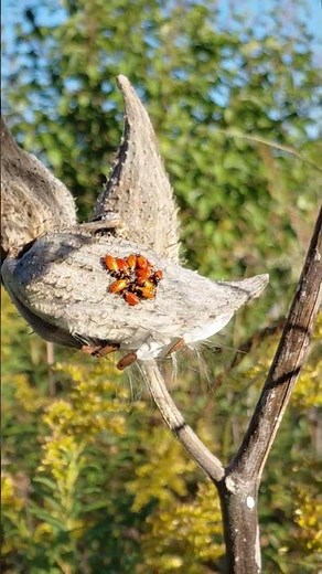 Look Again | Milkweed Bugs on a Common Milkweed Pod