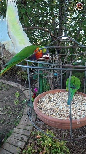 Slow Motion Lorikeets Landing… then BONK 😂🐦