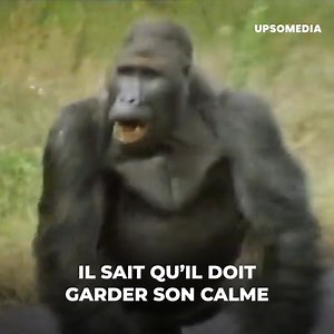 1.2M views · 4K reactions | Ils se connaissaient depuis des années, mais une erreur de débutant a fait que ce gorille perde le contrôle et s’en prenne forcément à lui. Il ne faut pas oublier que ce sont des animaux sauvages… | Le Kiwi | Facebook