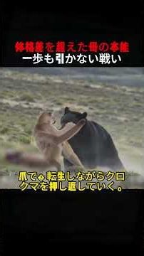 体格差を超えた母の本能 一歩も引かない戦い #野生動物 #クマ #ピューマ #自然映像 #動物ストーリー